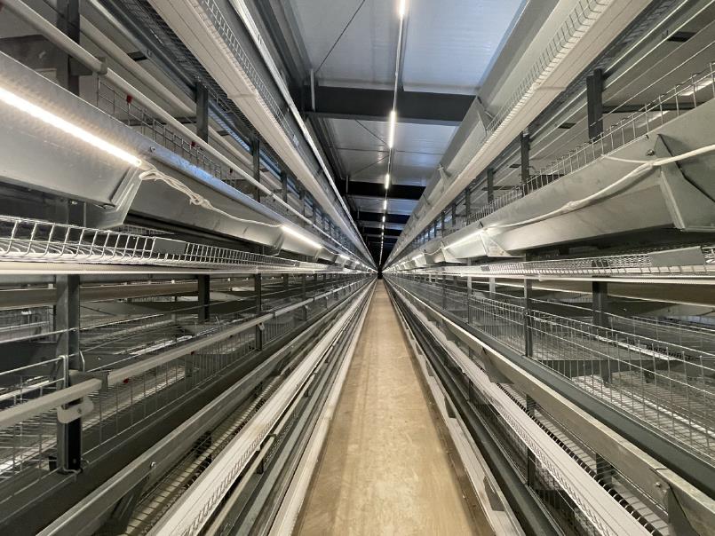 高郵鴨集團：自動化籠養(yǎng)設(shè)備